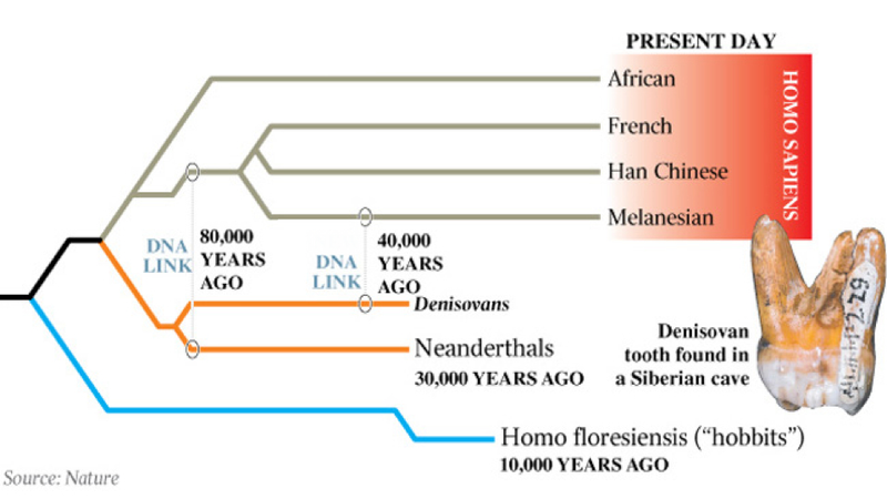 Illustration for article titled New DNA evidence could explain what happened to the Neanderthals